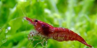 如何養好觀賞蝦 加強生物過濾能力