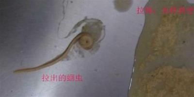 寵物腸道寄生蟲的診斷方法