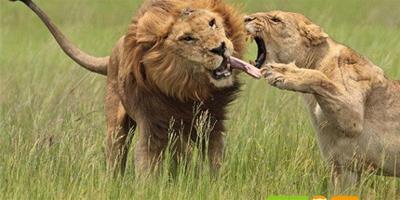 雌獅抓住雄獅舌頭阻止另尋新歡