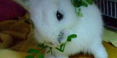 兔子怎麼養才不臭 吃除臭兔糧和牧草