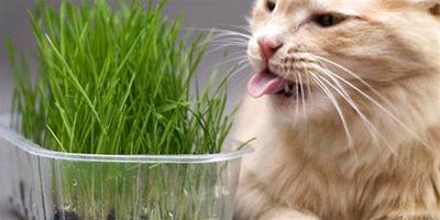 貓咪吃草的原因，主人要對症下藥