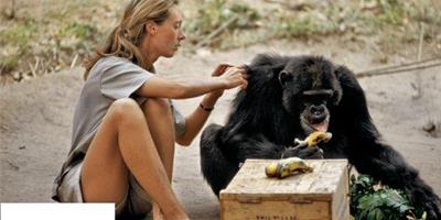 守護黑猩猩50年