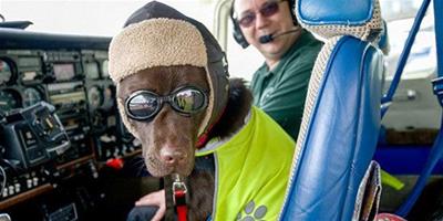 小狗獲VIP待遇，隨主人飛行250小時8萬公里