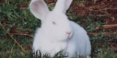 兔子吃的食物 乾草提供最重要的粗纖維