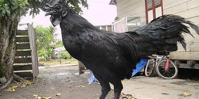 印尼出現“金屬雞”，舌頭內臟雞肉均為烏黑色