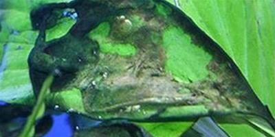 魚缸有藍綠藻怎麼辦？如何清除治理？