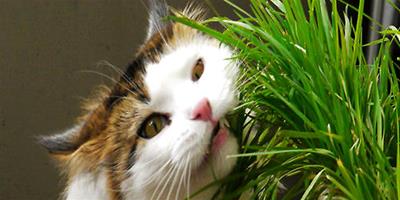多大的貓咪可以喂貓草？