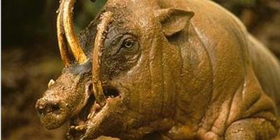 全球15種奇特動物——美西螈