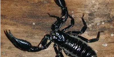 亞洲雨林黑蠍