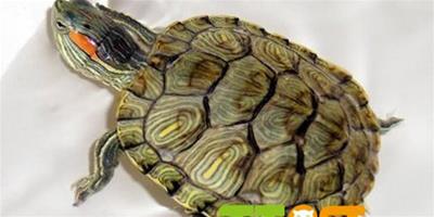 巴西龜缺鈣怎麼辦？巴西龜如何正確補鈣？