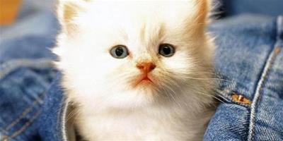 剛出生的小貓什麼時候睜眼睛