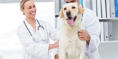 狗狗結膜炎的症狀和防治