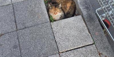 這塊地磚不太對 藏只貓是什麼鬼