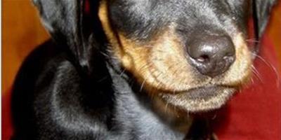 臘腸犬嘔吐怎麼辦，什麼原因？