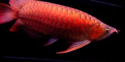 紅龍魚有幾種，紅龍魚種類大全