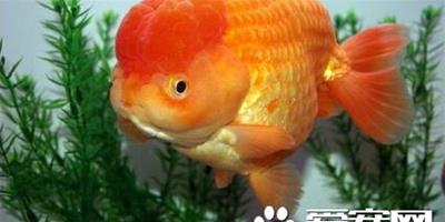 日獸外形特點 日獸是更紗花紋的金魚