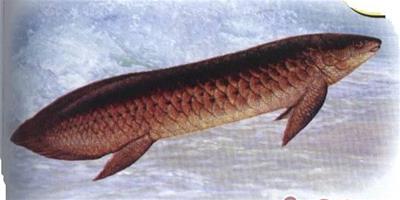 澳洲肺魚的外形特點