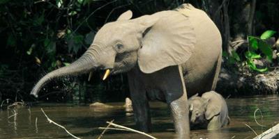 盜獵者殺森林象取象牙 複育將耗時1世紀