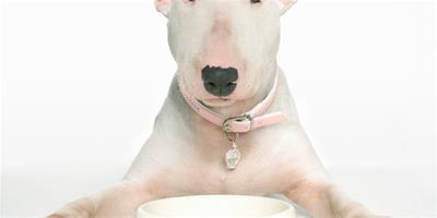狗狗什麼時候可以吃幼犬糧、成犬糧、老年犬糧