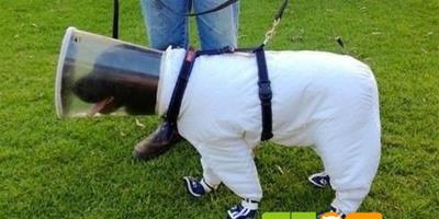 澳洲養蜂場狗狗穿“防蜂衣”工作