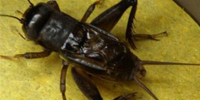 蟋蟀能活幾年 它的壽命主要視溫度而定