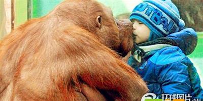俄男孩與猩猩隔窗“親吻”