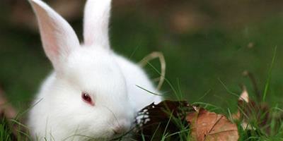 草對兔子有哪些重要作用