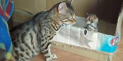 加油！貓媽媽鼓勵幼貓自己爬出紙箱