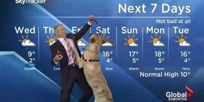 氣象主播帶著狗狗預報天氣萌翻全場觀眾