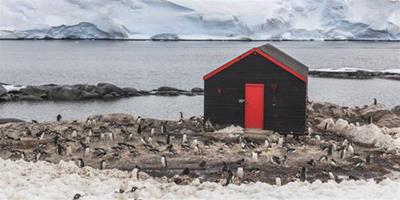 想當南極郵差？對企鵝要有足夠的愛！