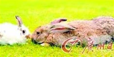 英國巨兔“本尼”體長竟達到85釐米