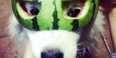 狗狗夏天能吃西瓜麼？