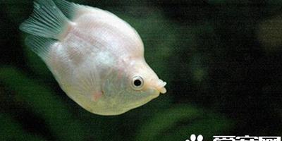 接吻魚品種 最常見的接吻魚是白色品種
