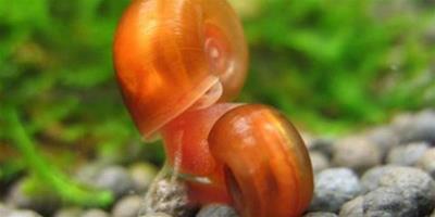 蘋果螺怎麼繁殖？蘋果螺多大繁殖？