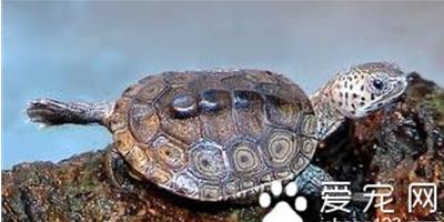 菱斑龜怎麼飼養 菱斑龜的室內飼養注意事項