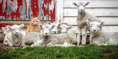 橘貓認為自己也是綿羊 現在變成當羊中之王