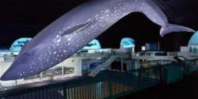 藍鯨生活在地球上的最大動物