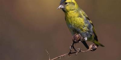 黃雀生活習性 黃雀是一種雜食性鳥類