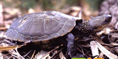 澳洲短頸龜的介紹