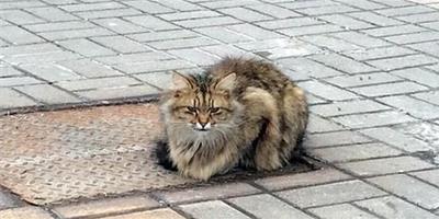 俄羅斯小貓被拋棄，原地苦苦等候主人一年