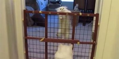 幼貓努力學爬柵欄 貓媽擁抱給獎勵