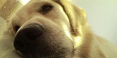 狗狗營養性貧血的症狀及治療