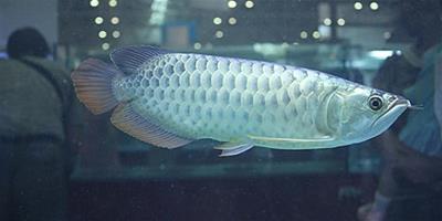 銀龍魚壽命 銀龍魚壽命一般在6-7年