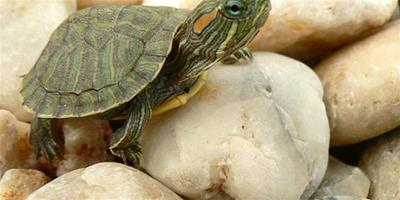 簡便易行的陸龜蛋孵化辦法