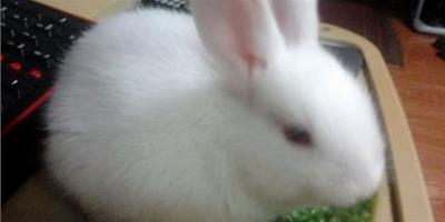 兔子吃菠菜 菠菜中含有較多的草酸
