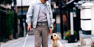 導盲犬一生有哪幾個階段？