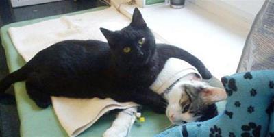 黑貓護士 每天幫助寵物醫師照顧生病的寵物