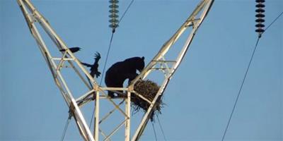 鋌而走險 黑熊爬電線杆偷鳥蛋