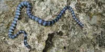 十大鮮見危險動物——海蛇