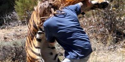美男子訓練老虎，攻擊場面驚險
